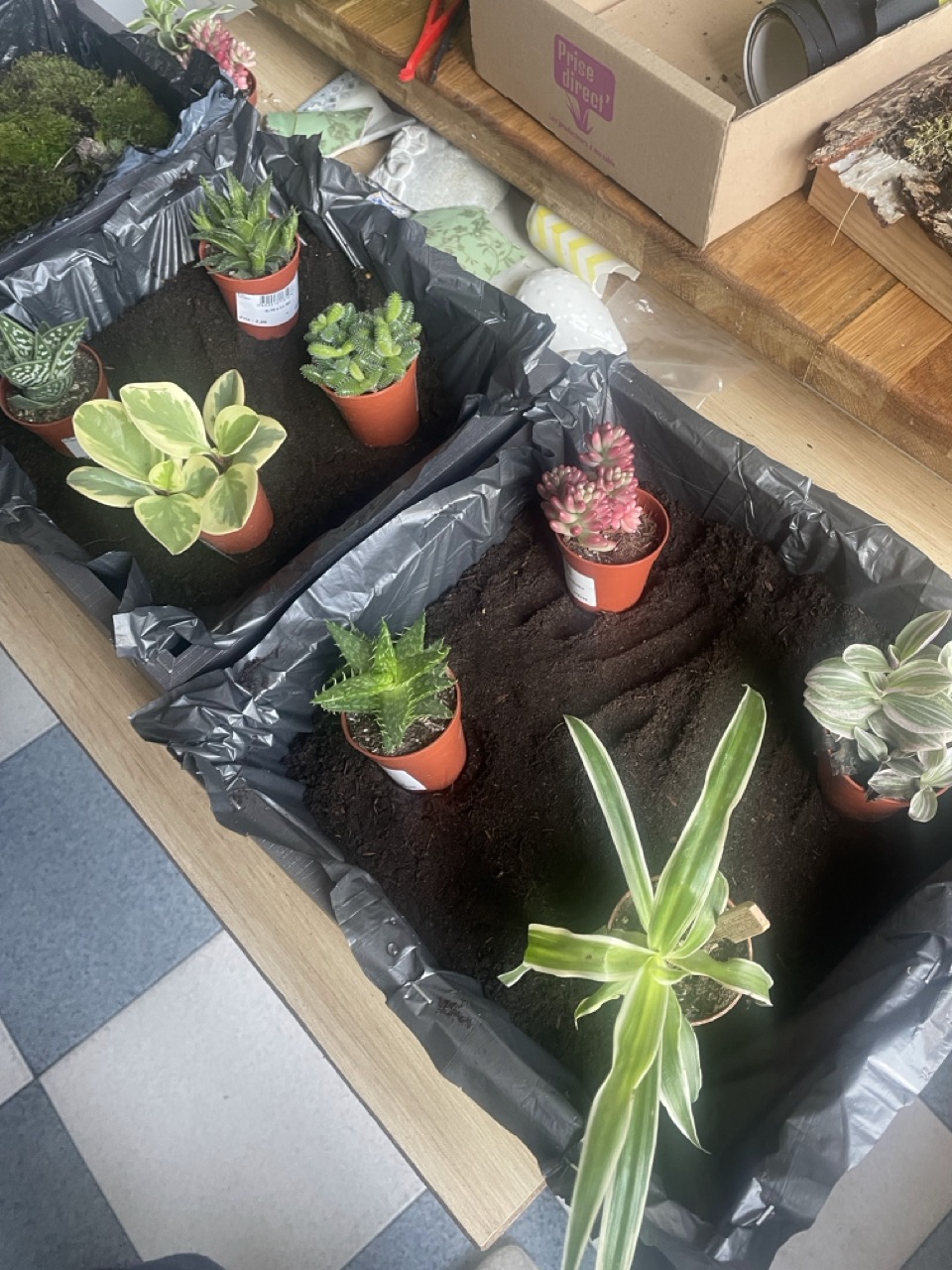 Tableaux végétaux "Linda" - 1 Brin 2 Folie