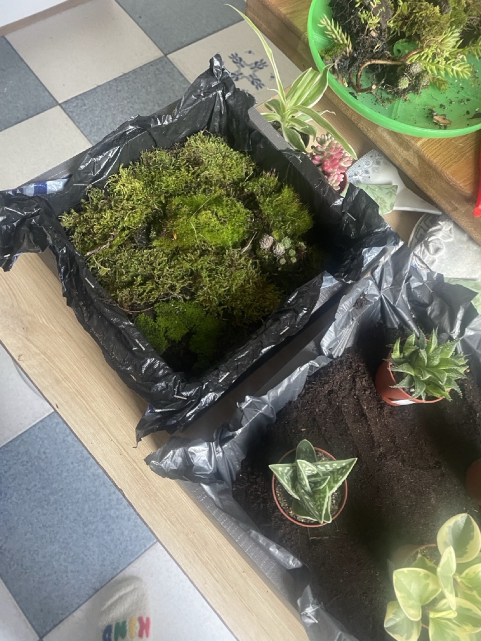 Tableaux végétaux "Linda" - 1 Brin 2 Folie