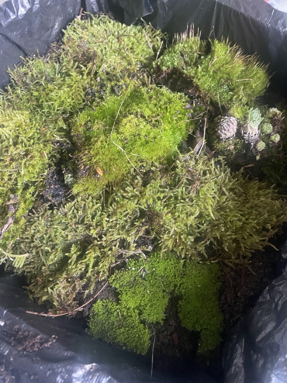 Tableaux végétaux "Linda" - 1 Brin 2 Folie