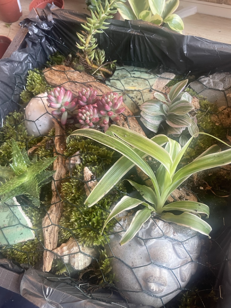 Tableaux végétaux "Linda" - 1 Brin 2 Folie