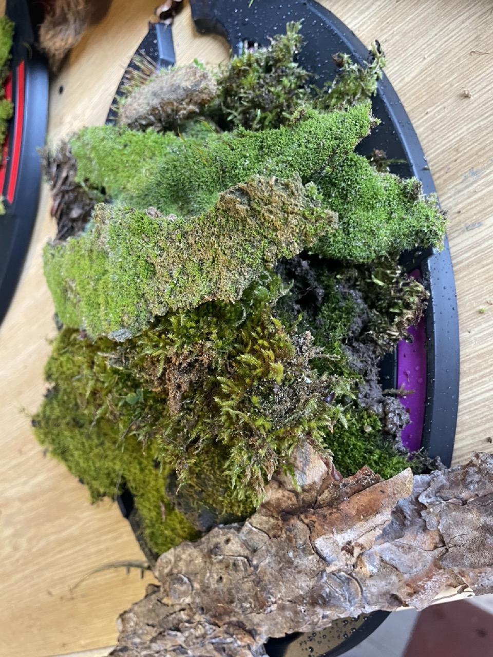 Tableaux végétaux "Linda" - 1 Brin 2 Folie