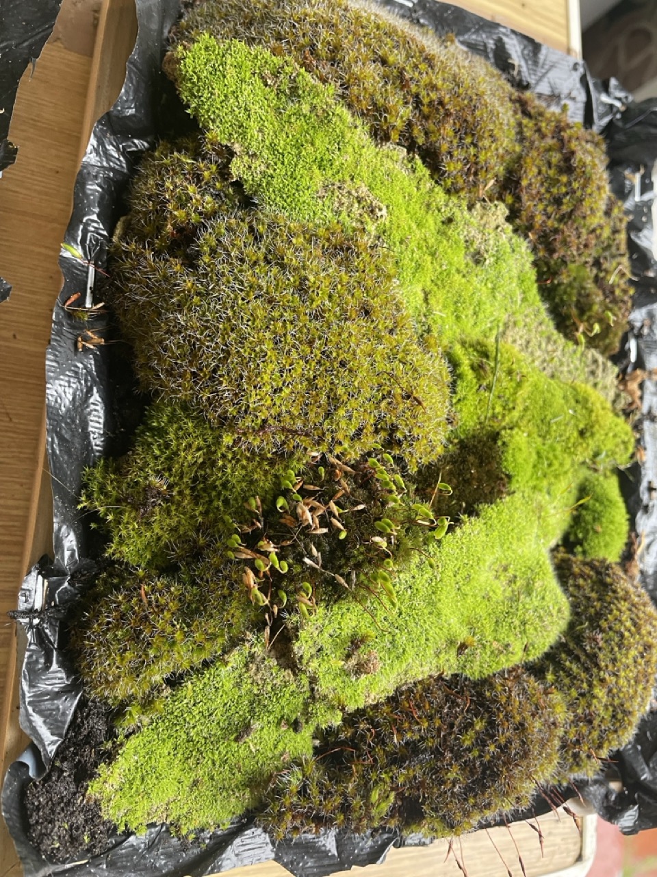 Tableaux végétaux "Linda" - 1 Brin 2 Folie