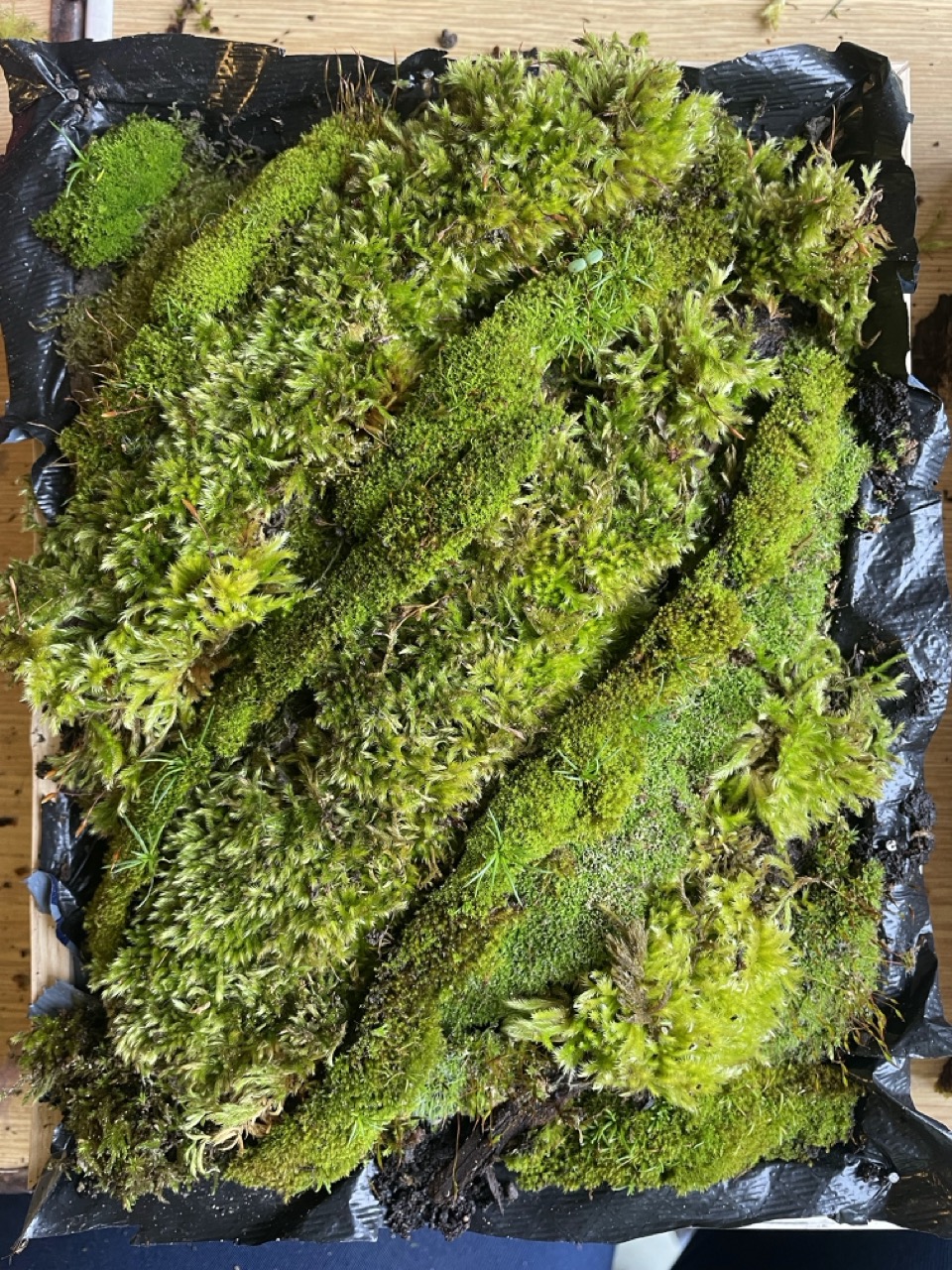 Tableaux végétaux "Linda" - 1 Brin 2 Folie