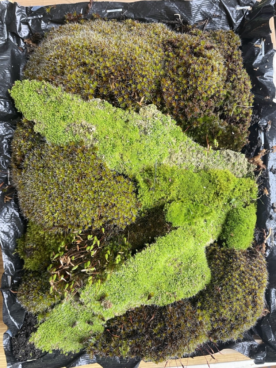 Tableaux végétaux "Linda" - 1 Brin 2 Folie